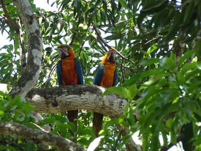 Costa Rica, 21 dagen februari - maart 