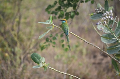 Sri Lanka en de Malediven