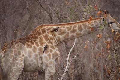 Als groep genieten in Zuid-Afrika