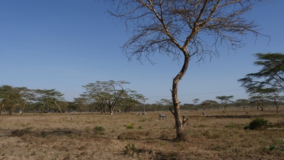 Rondreis Kenia, Tanzania en Zanzibar 18 jan-7 feb