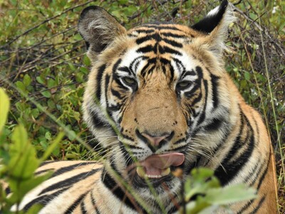 Wildlife in fascinerend India