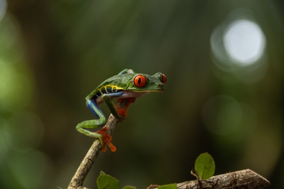 Wonderschone flora en fauna in Costa Rica