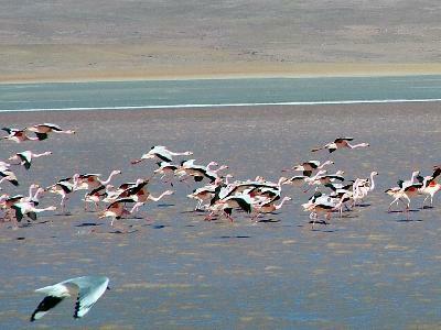 Bolivia, Chili en Paaseiland 