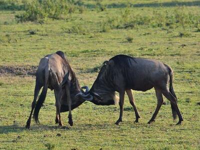 Kenia & Tanzania kampeerreis 20 dgn