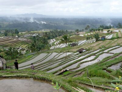 Fietsreis Bali en Lombok 