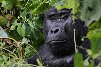 Oeganda: Bwindi berggorilla