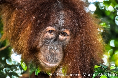 Mooi Indonesië in geuren en kleuren