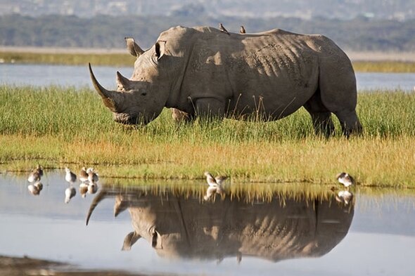 Rondreis Kenia, Tanzania & Zanzibar, 20 dagen hotel/lodgereis
