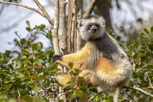 Rondreis Madagaskar & Mauritius, 23 dagen