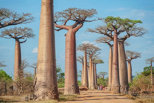 Rondreis Madagaskar, 24 dagen