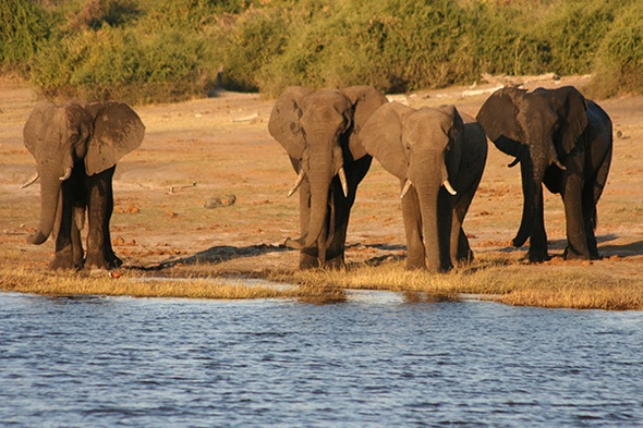 Rondreis Zuid-Afrika, Botswana & Zimbabwe, 21 dagen kampeer of hotel/lodge reis