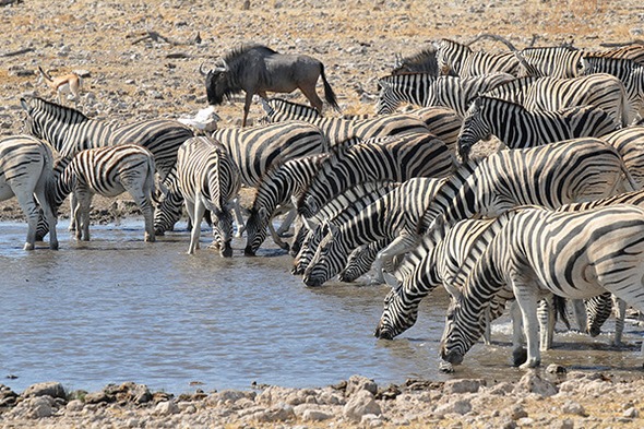 Rondreis Zuid-Afrika, Botswana, Namibië & Victoriawatervallen, 24 dagen kampeerreis