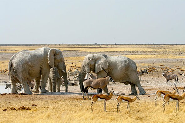 Rondreis Namibië, Botswana & Victoriawatervallen, 21 dagen kampeerreis of hotel/lodgereis