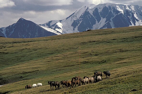 Rondreis Mongolië, 16 dagen 