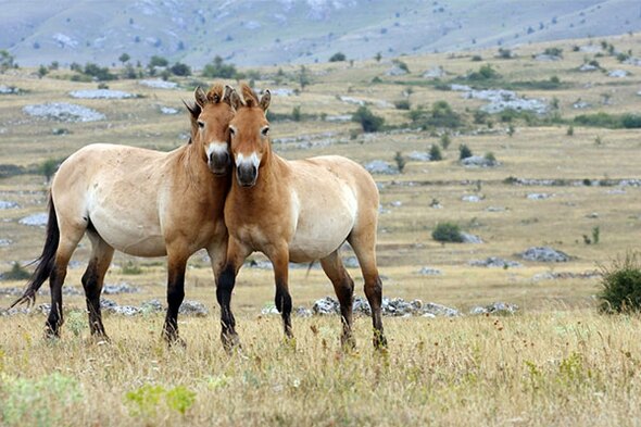 Rondreis Mongolië, 16 dagen 