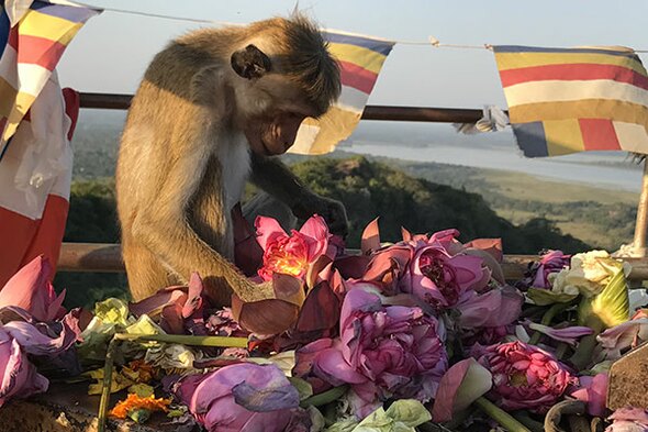 Rondreis Sri Lanka, 21 dagen