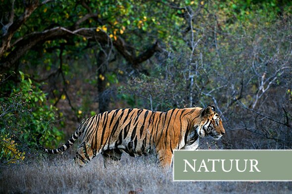 Safarireis India, 18 dagen