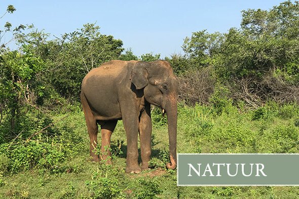 Safarireis Sri Lanka, 15 dagen