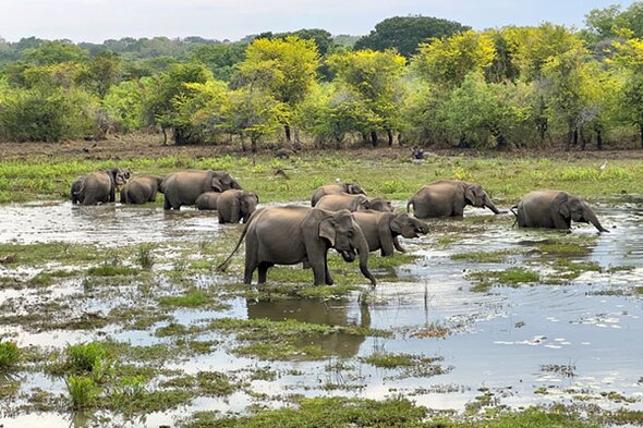 Safarireis Sri Lanka, 15 dagen