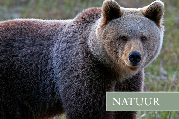 Rondreis Finland, 6 dagen - Natuurreis