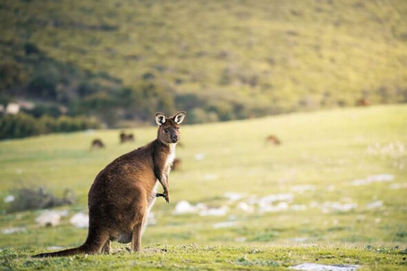 Rondreis Australië met Kangaroo Island, 28 dagen