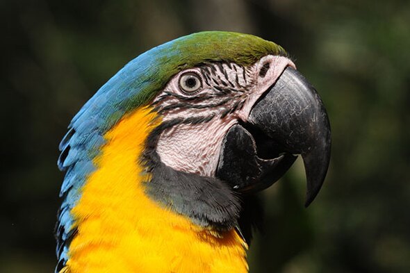Rondreis Brazilië Amazone, 15 dagen