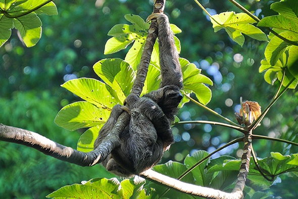 Rondreis Costa Rica, 16 dagen