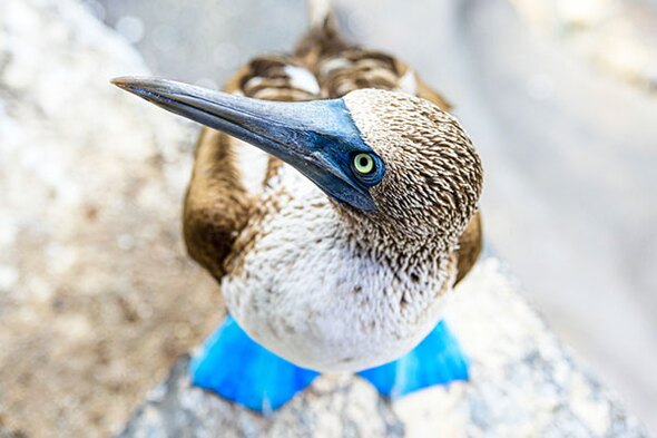 Rondreis Peru, Ecuador & Galapagos, 28 dagen 
