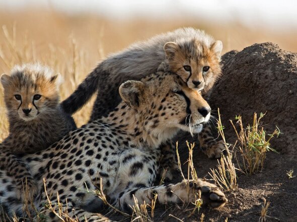 Kenia, Tanzania & Zanzibar, 21 dagen