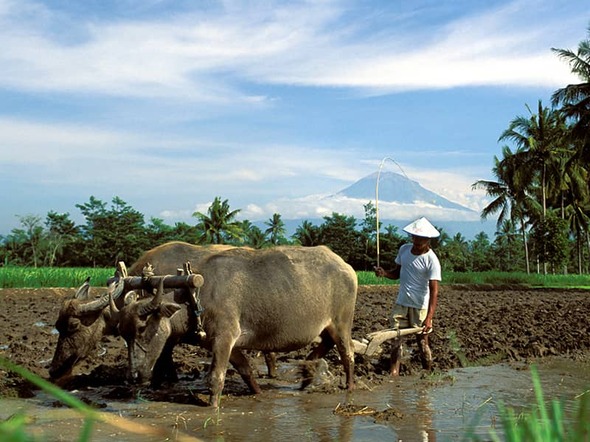 Sumatra, Java & Bali, 22 dagen