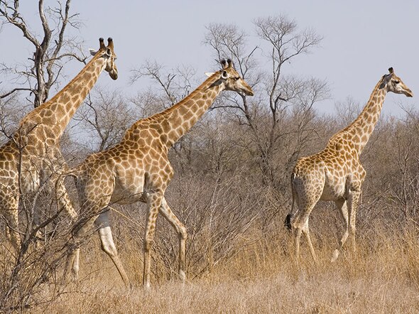 Zuid-Afrika Tuinroute en Kruger nationaal park, 15 dagen