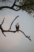 Botswana  Okavangadelta visarend Djoser