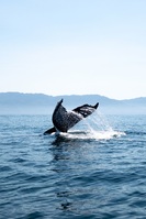 Walvis Argentinië