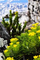 Fynbos Tafelberg Zuid-Afrika