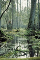 Djoser Bialowieza NP Polen