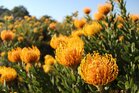 Fynbos bloemen Zuid-Afrika