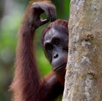 Maleisie Borneo orang-oetan Djoser