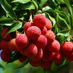 Maleisie fruit