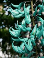 Jade