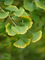Ginkgo