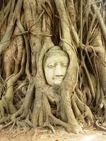 Ayutthaya Thailand beeld boom Djoser