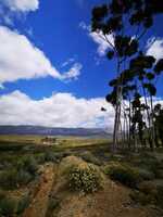Montagu
