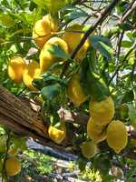 Citroenen in de Amalfi kust