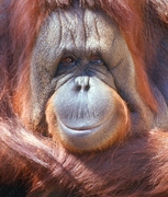 Orang Oetan Bohorok Gunung Leuser Sumatra Groepsreis