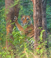 Tijger tegen boom kijkt in de camera India Djoser