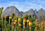 Fynbos bergen bloemen Zuid-Afrika