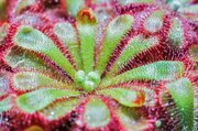 Drosera Zonnedauw