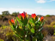 Fynbos plant Zuid-Afrika