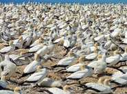 Nieuw-Zeeland Napier Cape Kidnappers