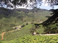 Thailand Maleisie Singapore Djoser rondreis Cameron Highlands